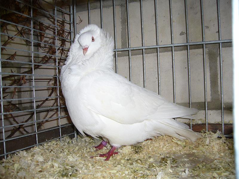 Mastholte 2008 092.jpg - Altholländische Kapuziner weiss von Sahra Van EijK Preis sg 95 E